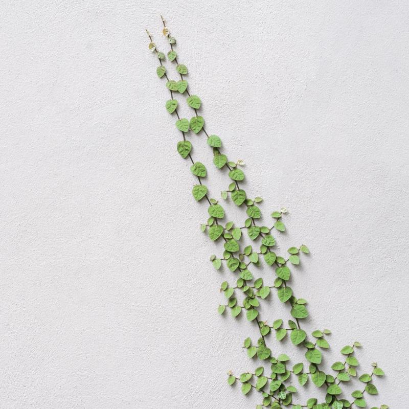 Falpi: Ecological Unbreakable Beauty
